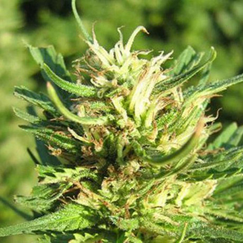 Blackjack marihuana exterior