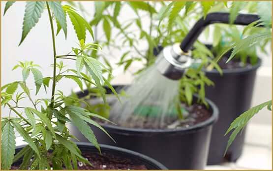 Agua de calidad para tu cultivo de cannabis