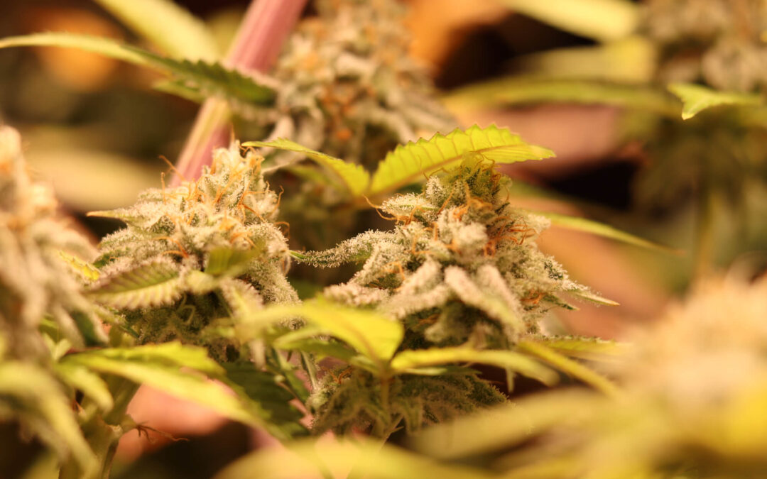 El pH en tu cultivo de cannabis