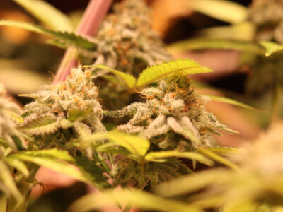El pH en tu cultivo de cannabis