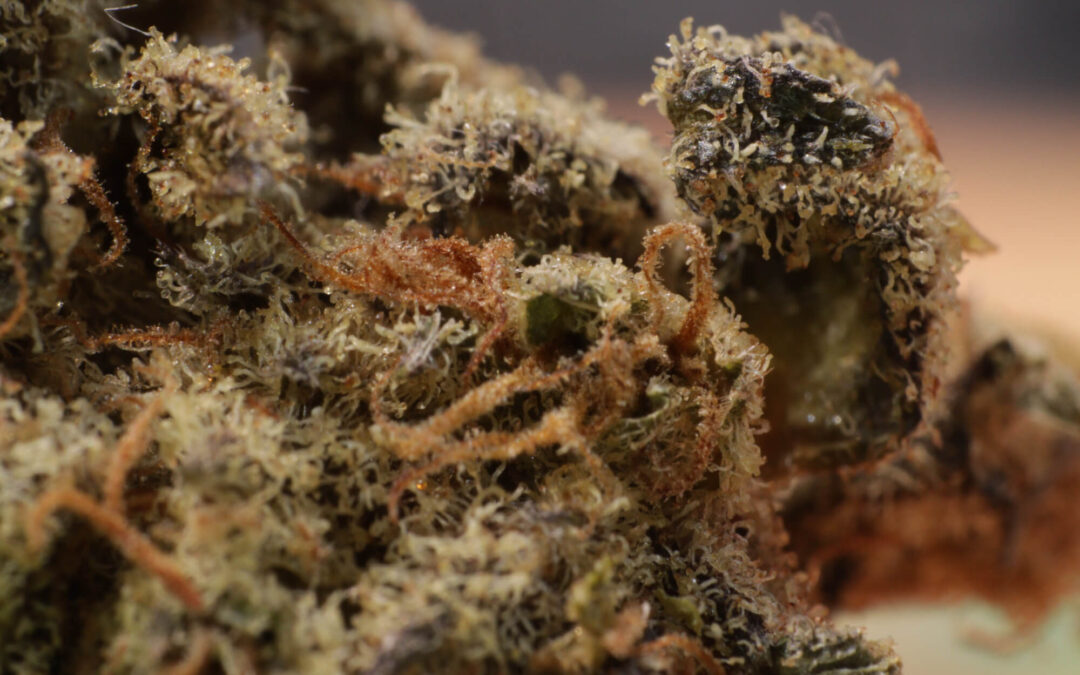 Cómo secar y curar bien tu cosecha de marihuana