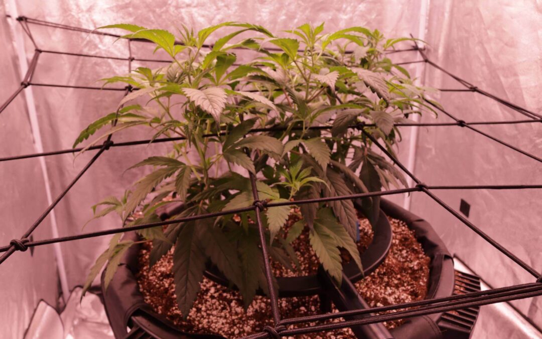 Cultivar marihuana en interior: principios básicos