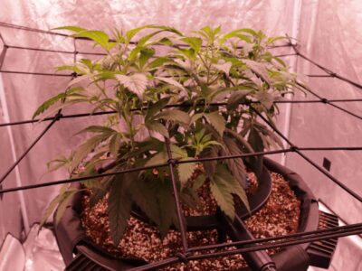 Cultivar marihuana en interior: principios básicos