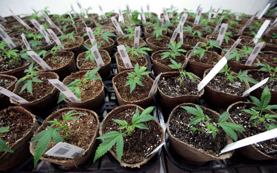Cultivo de cannabis en maceta