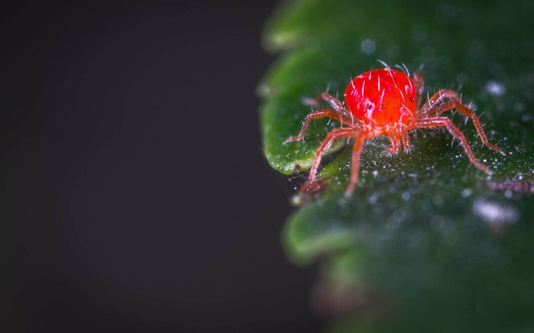 Cómo combatir la araña roja en el cultivo de cannabis
