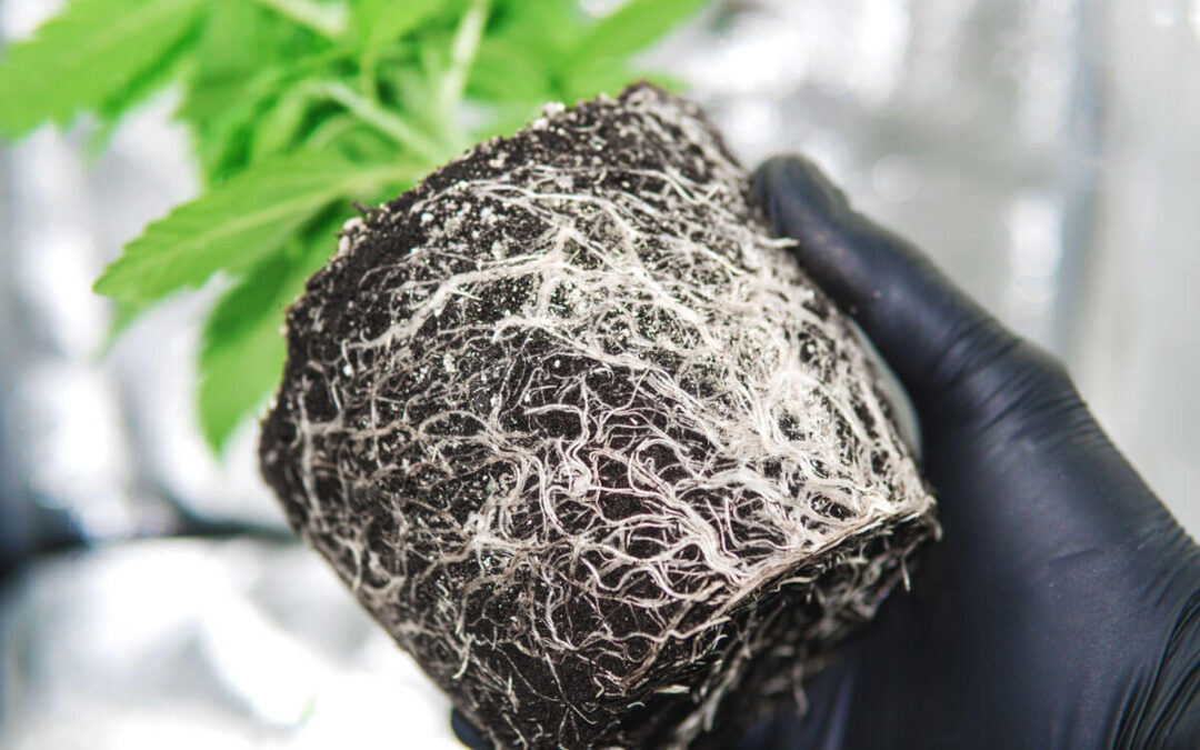 Las raíces de las plantas de marihuana