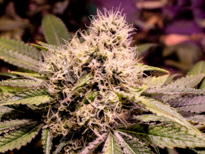Cultivar marihuana con fertilizantes orgánicos