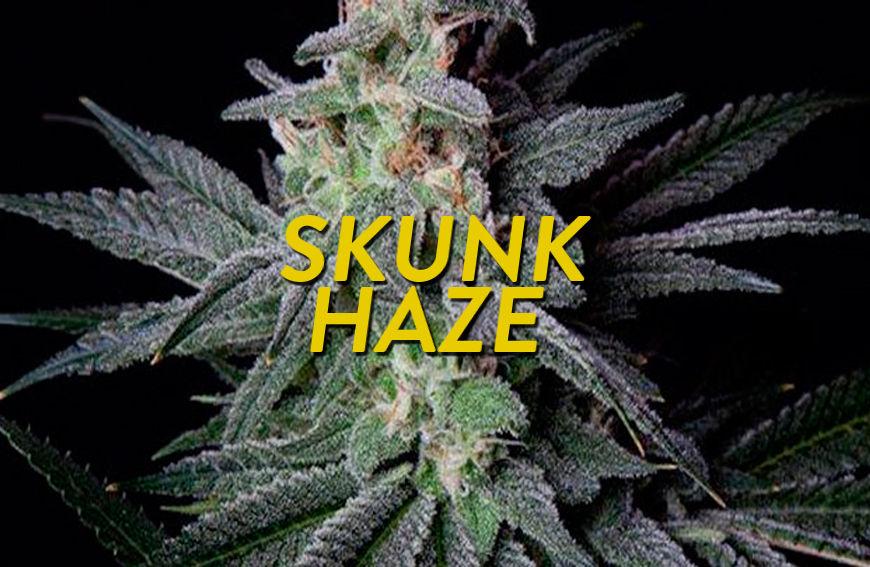 Historia de la variedad de marihuana Skunk Haze: la neblina