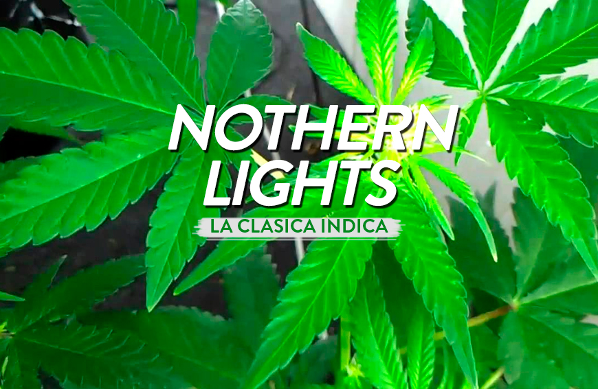 Northern Lights, un clásico de la índica
