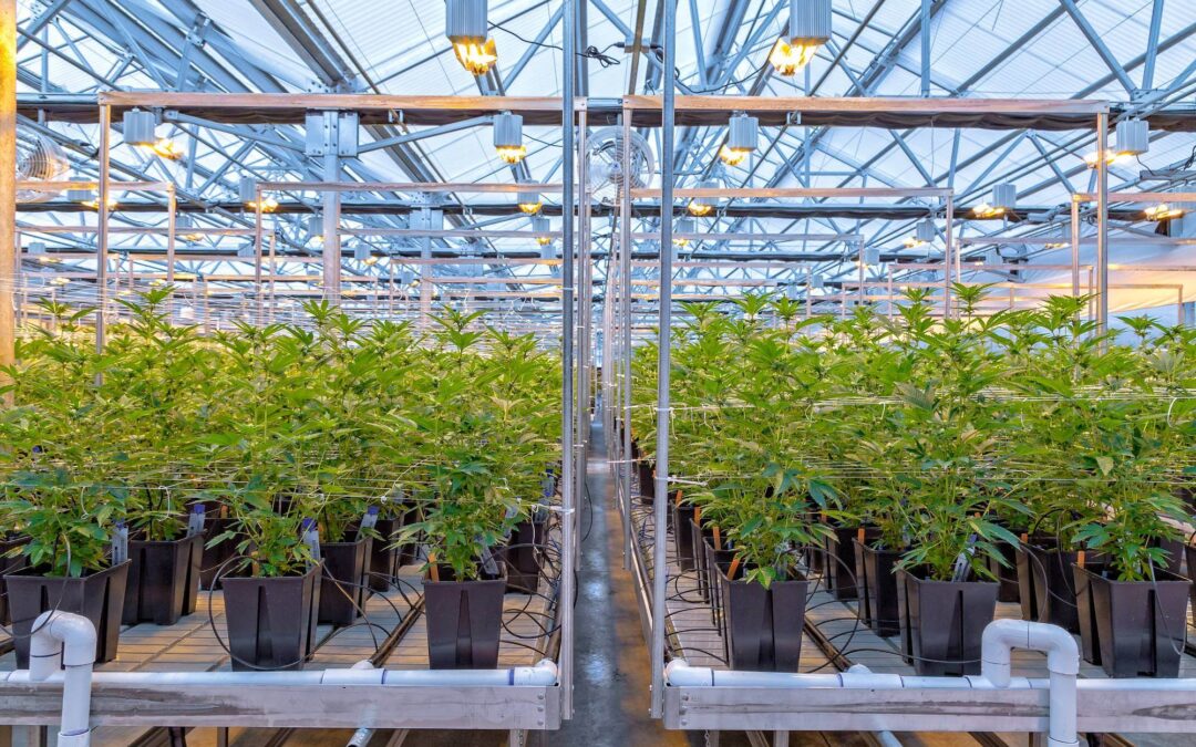 Seleccionar una planta madre de cannabis
