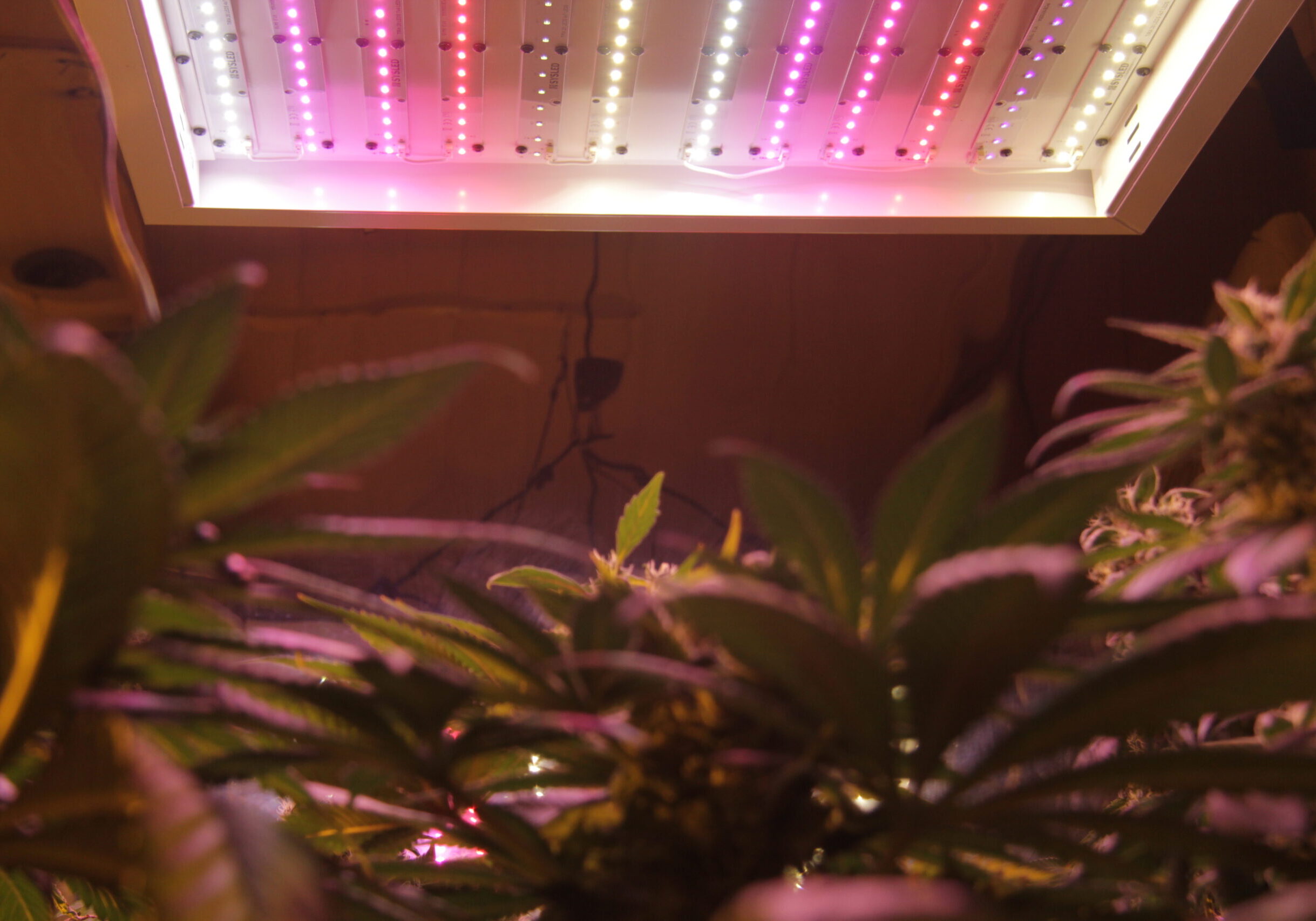 Iluminacion LED cultivo en habitacion