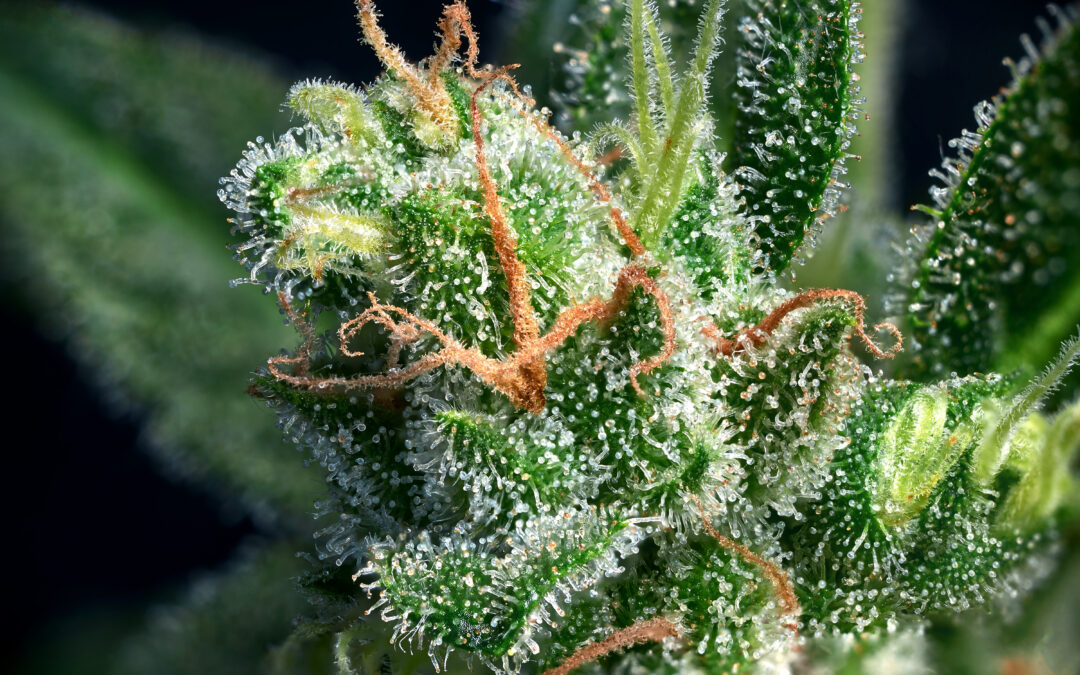 Terpenos del cannabis: qué son y para qué sirven