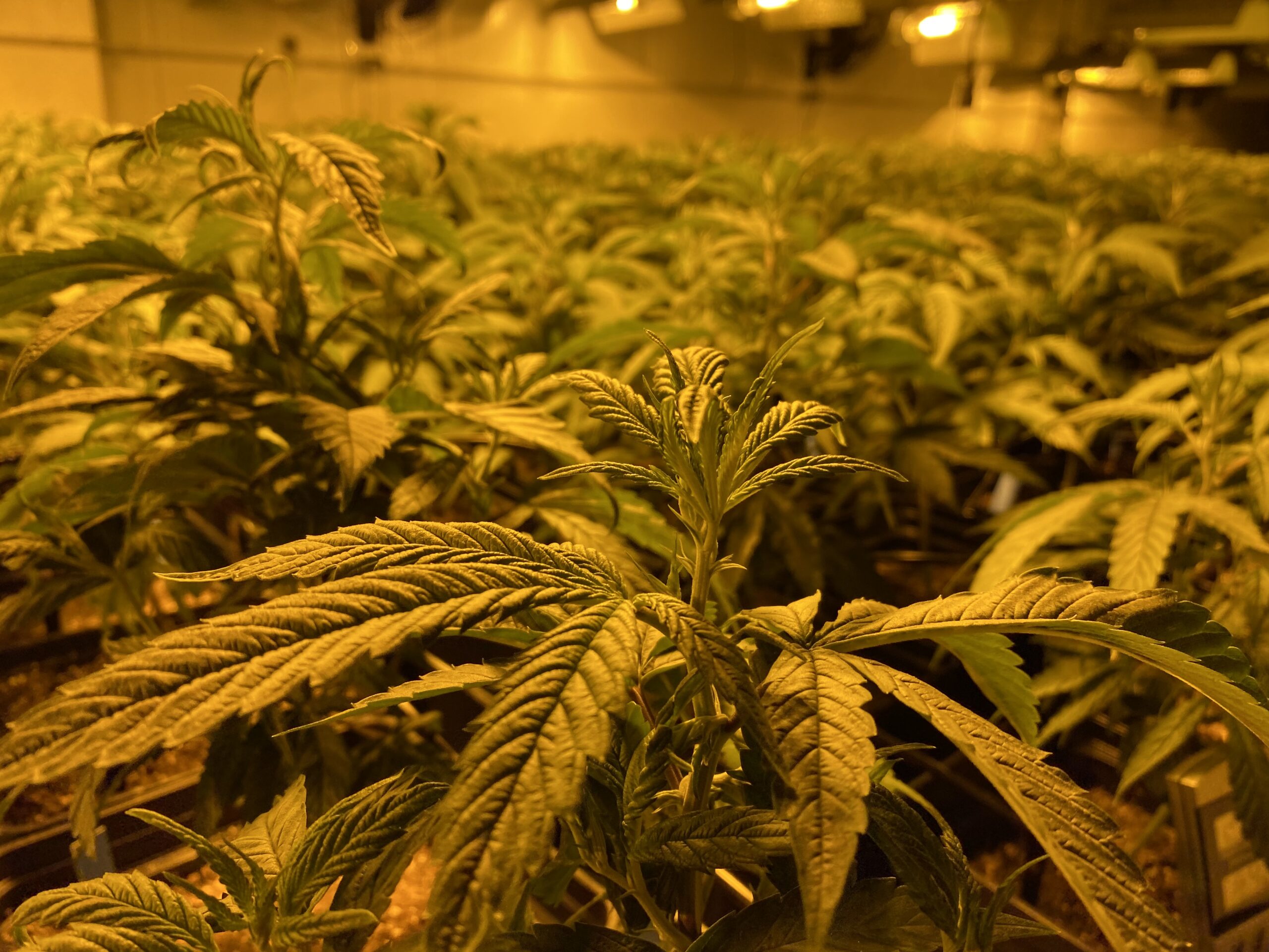 Cultivo interior marihuana
