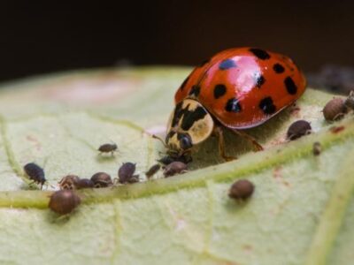 Control biológico de plagas en cultivos de cannabis