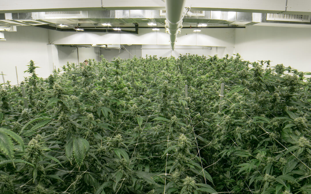 Iluminación LEC en el cultivo interior de cannabis