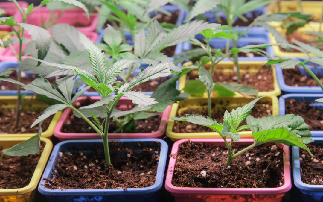 ¿Cúando trasplantar plantas de marihuana?